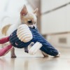 REX dog toy | BOWL AND BONE REPUBLIC | PETZWELCOME