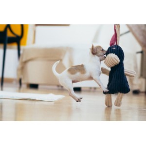 DEX dog toy | BOWL AND BONE REPUBLIC | PETZWELCOME