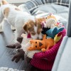 ROY dog toy | BOWL AND BONE REPUBLIC | PETZWELCOME