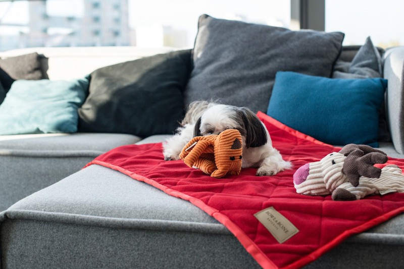 TOFFI dog toy | BOWL AND BONE REPUBLIC | PETZWELCOME
