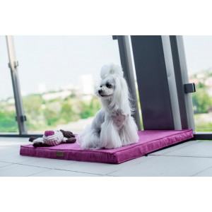 TOFFI dog toy | BOWL AND BONE REPUBLIC | PETZWELCOME