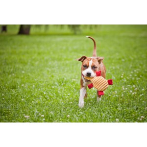 Zabawka dla psa DUCKIE | BOWL AND BONE REPUBLIC | PETZWELCOME