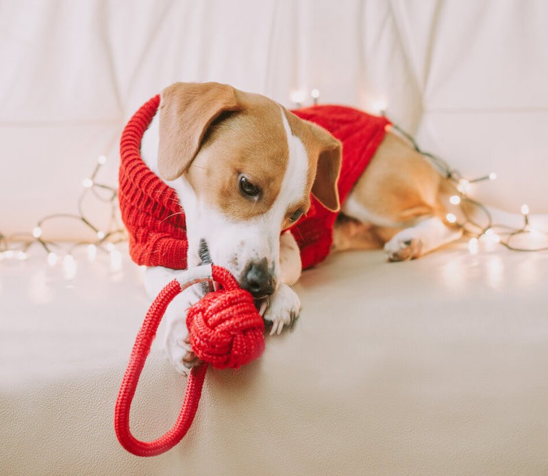 BULLET blue dog toy | BOWL AND BONE REPUBLIC | PETZWELCOME