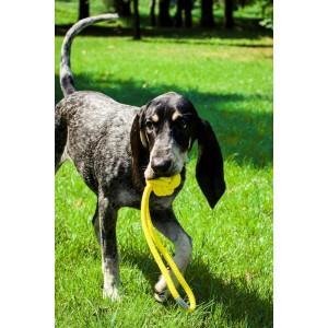 BULLET yellow dog toy | BOWL AND BONE REPUBLIC | PETZWELCOME
