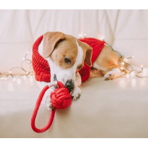 BULLET red dog toy | BOWL AND BONE REPUBLIC | PETZWELCOME