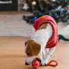 BULLET red dog toy | BOWL AND BONE REPUBLIC | PETZWELCOME