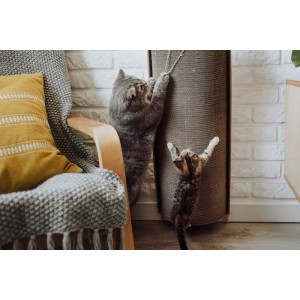 Cat scratcher Bellycat | MISS PAPER | PETZWELCOME