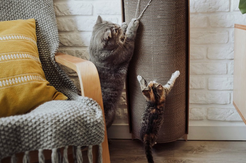 Drapak dla kota Bellycat | MISS PAPER | PETZWELCOME