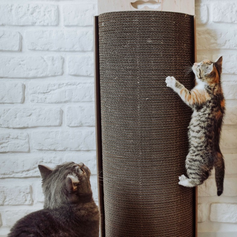Cat scratcher Bellycat | MISS PAPER | PETZWELCOME