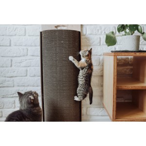 Drapak dla kota Bellycat | MISS PAPER | PETZWELCOME