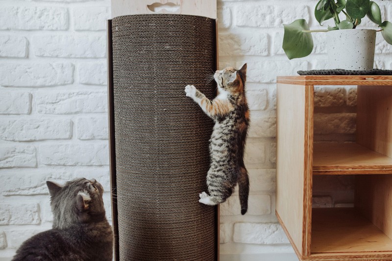 Cat scratcher Bellycat | MISS PAPER | PETZWELCOME