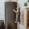 Cat scratcher Bellycat | MISS PAPER | PETZWELCOME