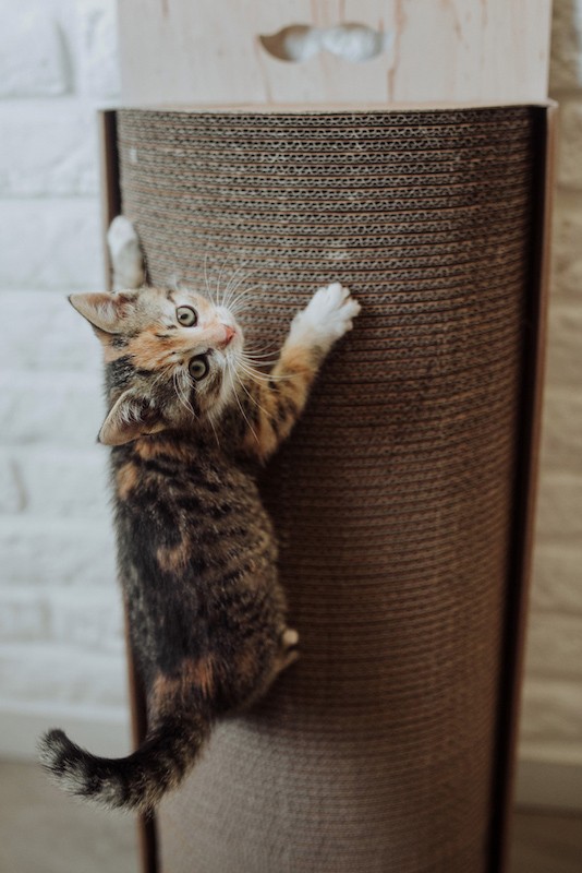 Cat scratcher Bellycat | MISS PAPER | PETZWELCOME
