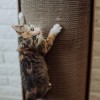 Cat scratcher Bellycat | MISS PAPER | PETZWELCOME