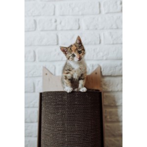 Cat scratcher Bellycat | MISS PAPER | PETZWELCOME