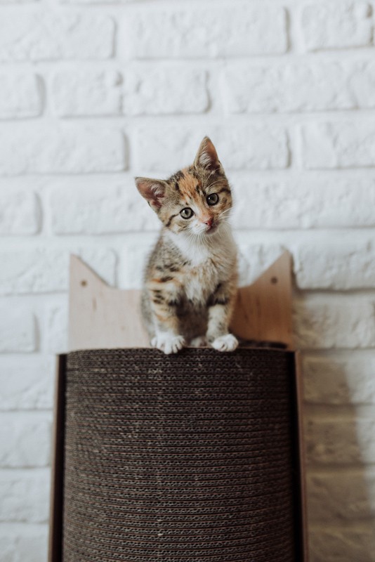 Drapak dla kota Bellycat | MISS PAPER | PETZWELCOME