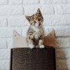 Drapak dla kota Bellycat | MISS PAPER | PETZWELCOME