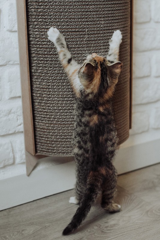 Drapak dla kota Bellycat | MISS PAPER | PETZWELCOME