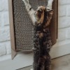 Cat scratcher Bellycat | MISS PAPER | PETZWELCOME