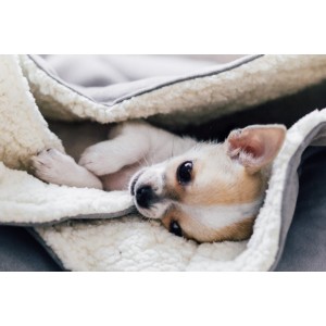 Śpiworek dla psa DREAMY silver | BOWL AND BONE REPUBLIC | PETZWELCOME