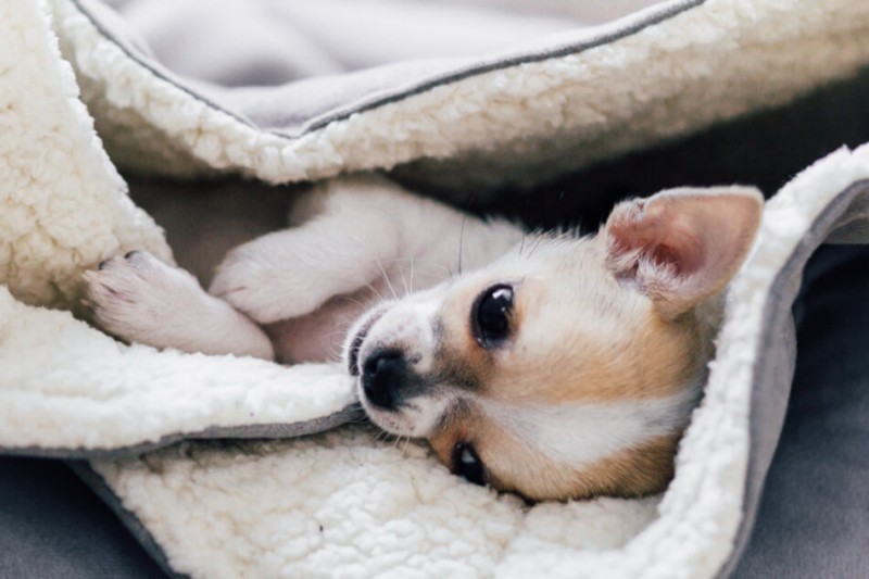 DREAMY silver sleeping bag | BOWL AND BONE REPUBLIC | PETZWELCOME