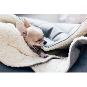 DREAMY nero sleeping bag | BOWL AND BONE REPUBLIC | PETZWELCOME