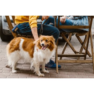 Dog waste bag holder MINI pink | Bowl&Bone Republic | PETZWELCOME