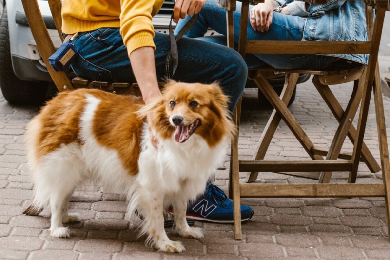 Dog waste bag holder MINI pink | Bowl&Bone Republic | PETZWELCOME