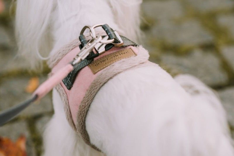 Dog harness YETI Cream | BB Republic | PETZWELCOME