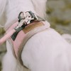 Dog harness YETI Rose | BB Republic | PETZWELCOME