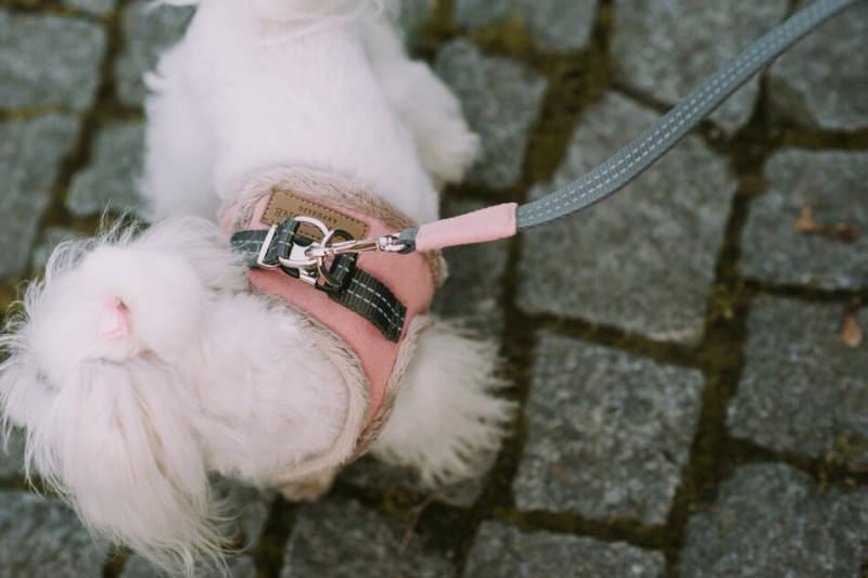 Dog harness YETI Gray | BB Republic | PETZWELCOME