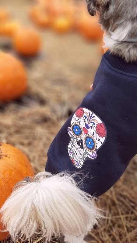 Navy dog ​​sweatshirt Skull | My Star | PETZWELCOME