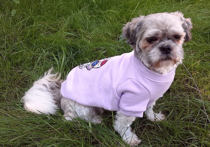 Lavender dog ​​sweatshirt Skull | My Star | PETZWELCOME