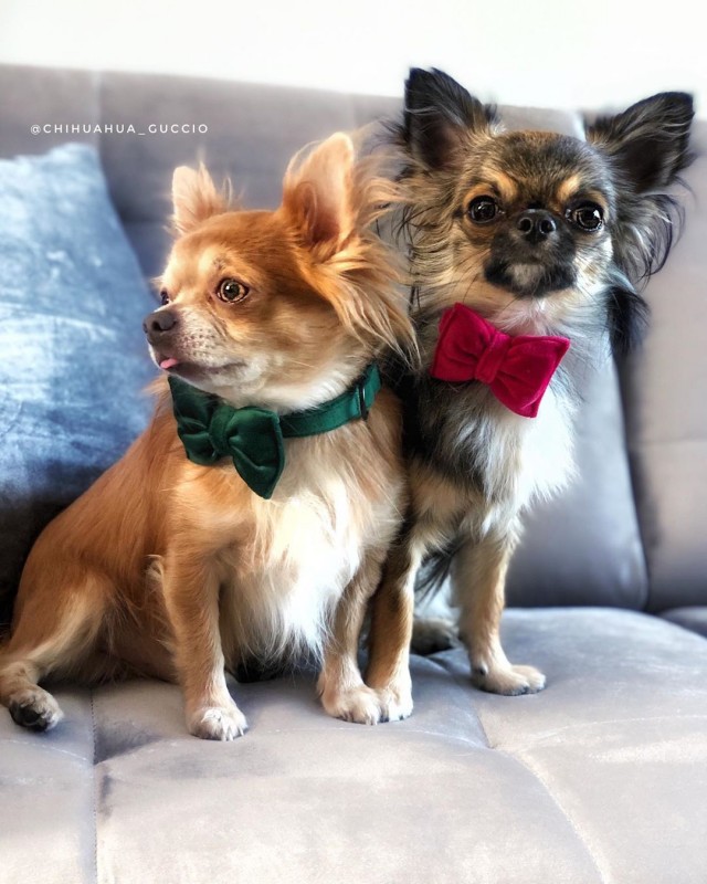 Bow tie for dog  grey | Mr Fox | PETZWELCOME