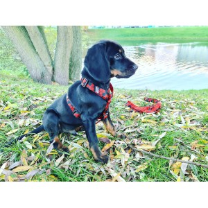 Smycz miejska dla psa Hexagon | Lauren Design | PETZWELCOME