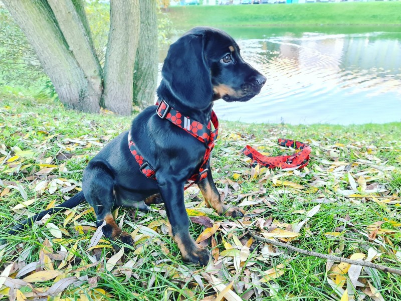 Smycz miejska dla psa Hexagon | Lauren Design | PETZWELCOME