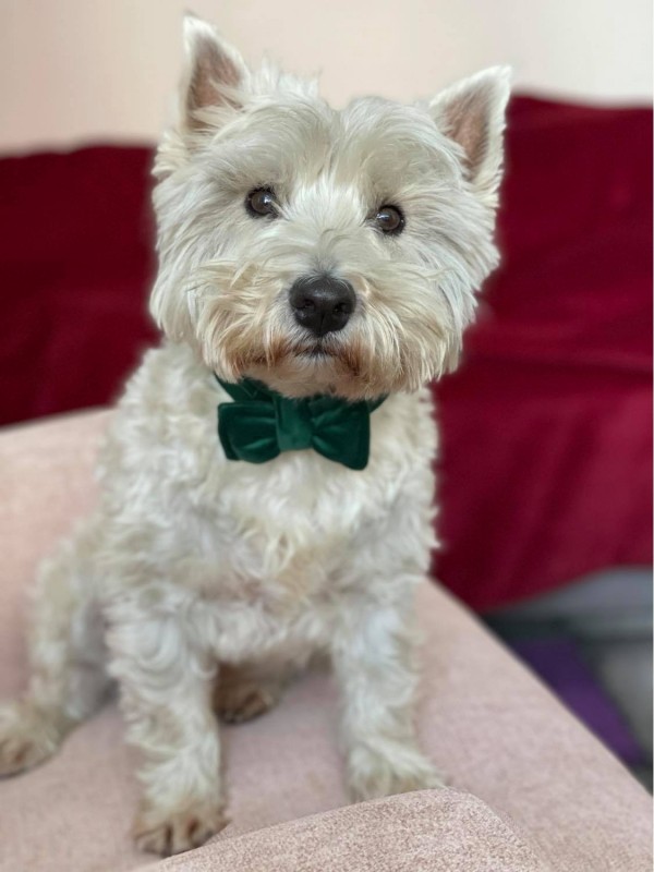 Welurowa muszka dla psa - butelkowa zieleń | Elegancka obroża z muchą handmade