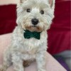 Velvet Dog Bow Tie in Bottle Green | Elegant Handmade Dog Accessory