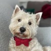 Bow tie for dog red | Mr Fox | PETZWELCOME