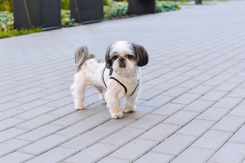 Dog harness SOHO graphite  | Bowl and Bone Republic | PETZWELCOME