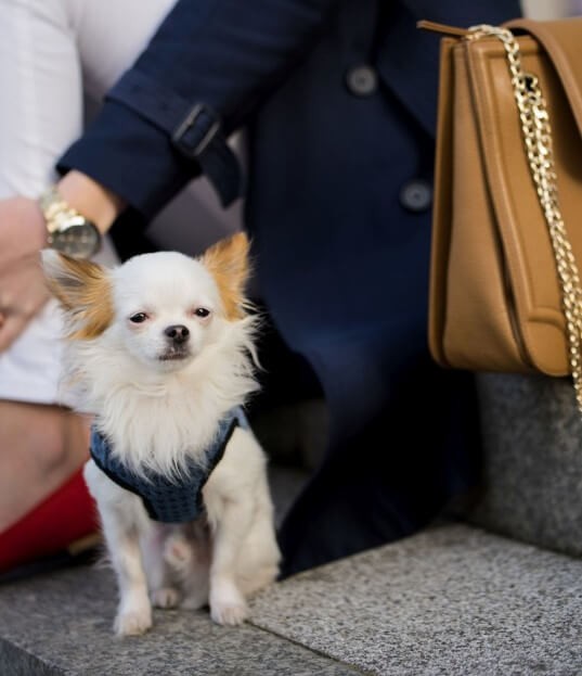 Dog harness SOHO graphite  | Bowl and Bone Republic | PETZWELCOME