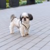 Dog harness SOHO latte  | Bowl and Bone Republic | PETZWELCOME