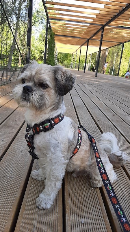 Smycz miejska Psijaciele |  PETZWELCOME