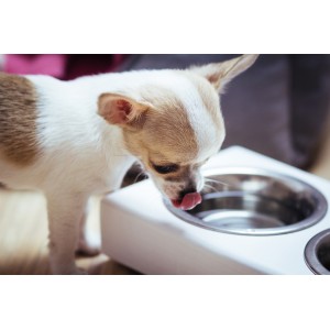 Elegancka miska dla psa DUO grafitowa Bowl and Bone | PETZWELCOME