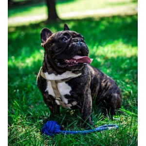 Dog toy BULLET pink | BOWL AND BONE REPUBLIC | PETZWELCOME