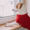 Dog sweater ASPEN blue | Bowl and Bone Republic | PETZWELCOME