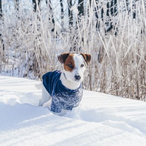 Granatowa bluza dla psa Skull | My Star | PETZWELCOME