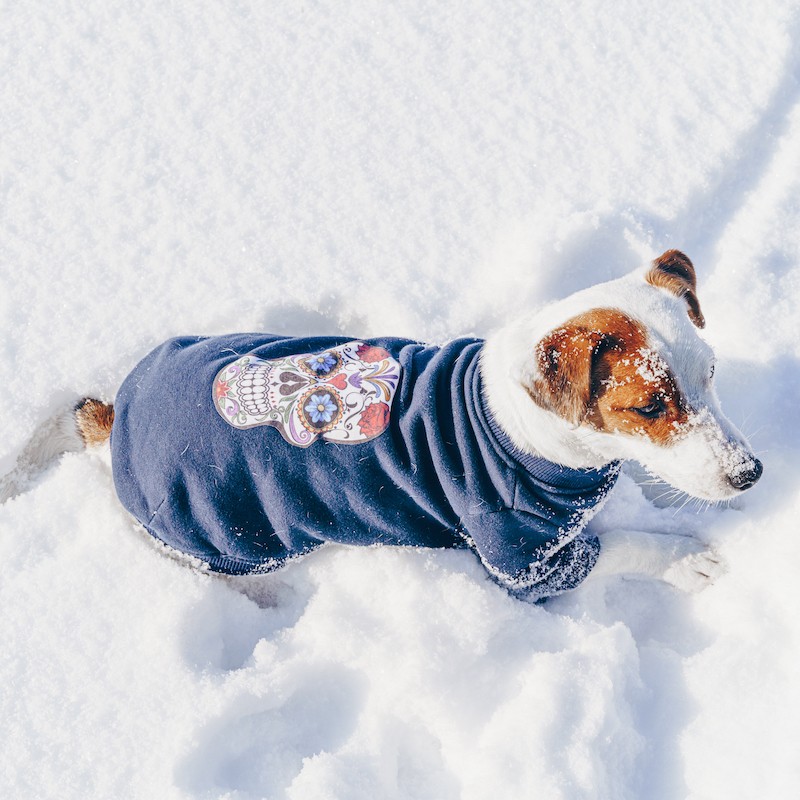 Navy dog ​​sweatshirt Skull | My Star | PETZWELCOME