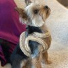 Dog harness YETI Gray | BB Republic | PETZWELCOME