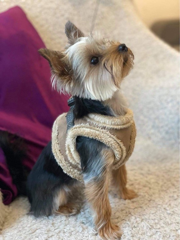 Szelki dla psa YETI Kremowe | BB Republic | PETZWELCOME